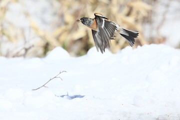 森の野鳥アトリ