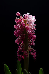 a close up of a dry dead pink hyacinth flower against a dark background, a macro photograph, renaissance,