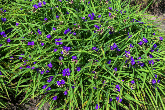 Purple flowers of Tradescantia virginiana