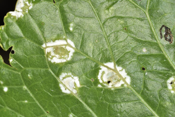 Weiße Rost, Albugo candida, an  Meerrettich