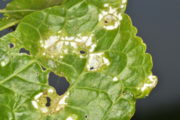Weiße Rost, Albugo candida, an  Meerrettich