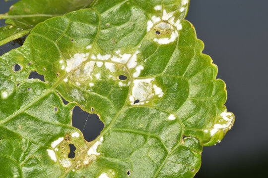 Wei&szlig;e Rost, Albugo candida, an  Meerrettich