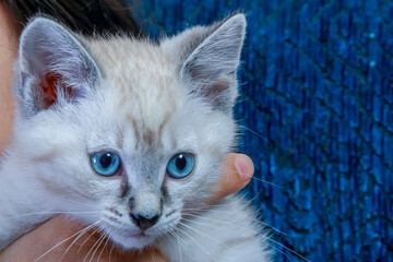 A close to a Siamese kitten, Colorpoint Shorthair, cross between a Siamese and a Domestic Shorthair, with a lynx point pattern and cream colouring. © oasisamuel