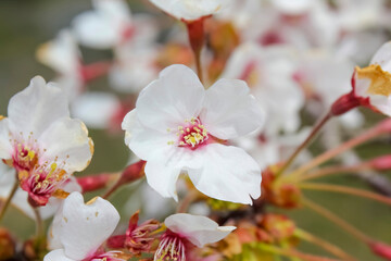 A cherry blossom flower, or sakura, the flower of trees in the genus Prunus or subgenus Cerasus. Sakura usually refers to flowers of ornamental cherry trees, such as cultivars of Prunus serrulat.