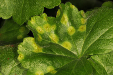 Pelargonienrost,  Geranienrost, Uromyces geranii,  Puccinia pelargonii-zonalis, Blattoberseite