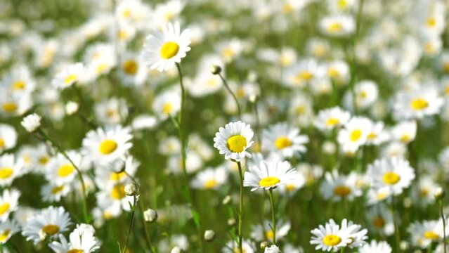Chamomile. White daisy flowers in a field of green grass sway in the wind at sunset. Chamomile flowers field with green grass. Close up slow motion. Nature, flowers, spring, biology, fauna concept