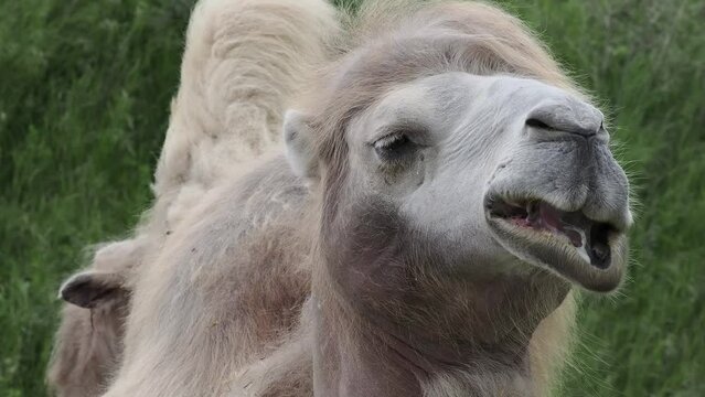 ein kamel beim wiederk&auml;uen, portrait, frontal, seitlich