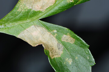 Graufäule, Botrytis cinerea an Dahlienblättern