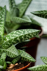 Aloe vera leaf close-up