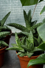 Aloe vera plants in a pots