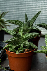 Aloe vera plants in a pots