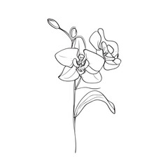 Elegant line drawing of an orchid flower. Illustration for invites and cards