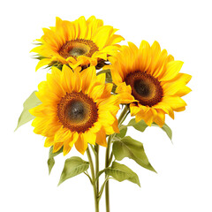 Fototapeta premium Bright yellow sunflowers in full bloom, cut out