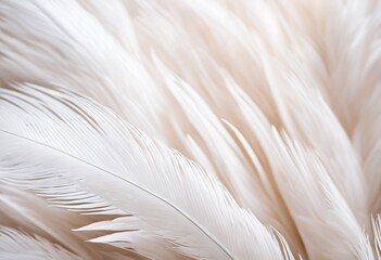 Abstract white feather background, texture with copy space