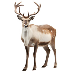 reindeer isolated on transparent background - design element PNG cutout