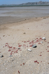 Slenderleaf Iceplant on sand beach at Griffith bay,  Namibia