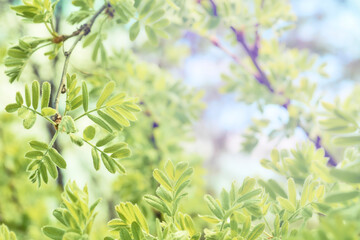 Spring.Tender young green blossoming tree sprout