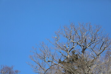 冬の樹木