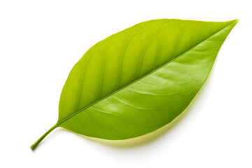 Obraz premium Citrus Leaf Isolated on White Background