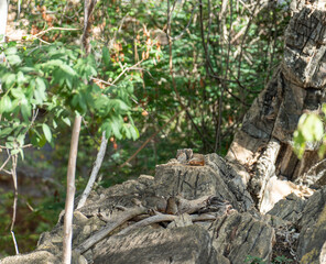 Resting Mocos Blending Into The Rocks of Chapada Diamantina