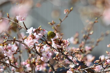 桜の花とメジロ