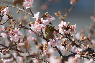 桜の花とメジロ