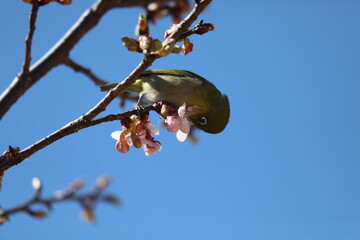 桜の花とメジロ