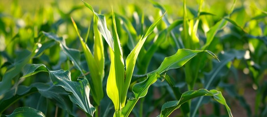 Effective Corn Management through Sustainable Spraying Chemicals