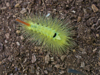 リンゴドクガの幼虫