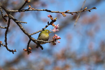 桜の花とメジロ