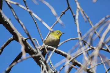 桜の花とメジロ