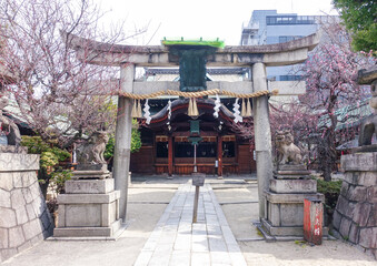 梅の花が咲き始めた菅大臣神社（京都）