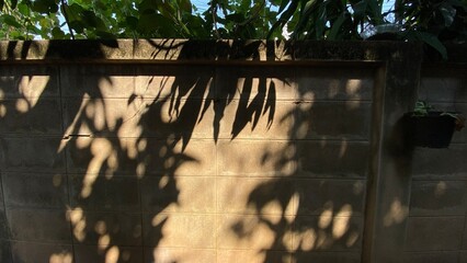 sunset in the park, mango tree shadow on the old wall.