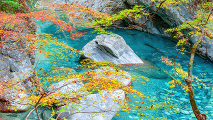 面河渓の紅葉