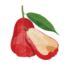 Rose apple fruit Design elements. watercolour style vector illustration.
