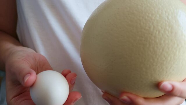 Female hands holding white large raw ostrich egg and little chicken egg in a shell to compare close up