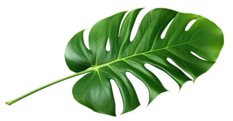 Foto op Plexiglas Vibrant green monstera leaf, cut out © Yeti Studio