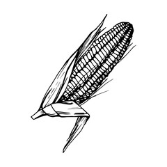 Hand drawn ink vector illustration, farm crop vegetable maize corn agricultural food vegetarian. Single object isolated white background. Design travel, vacation, brochure, print, cafe restaurant menu