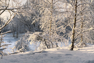snow-covered tree branches in sunlight winter landscape