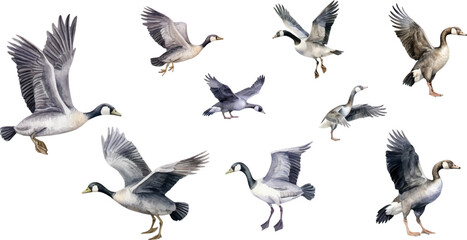 Obraz premium set of watercolor illustrations bird wild geese, on a white background.