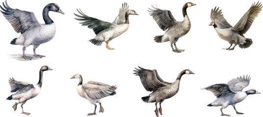 set of watercolor illustrations bird wild geese, on a white background.