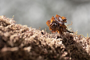 Withered flower