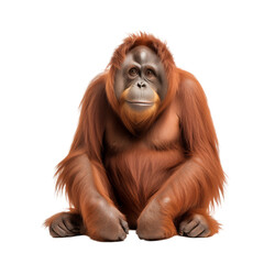 Majestic Primate: Orangutan Sitting Isolated on Transparent Background. Generative ai