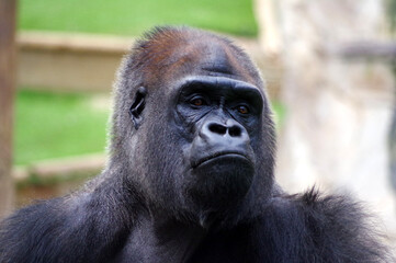 Gorille