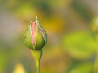 バラ　アンブリッジローズ　つぼみ