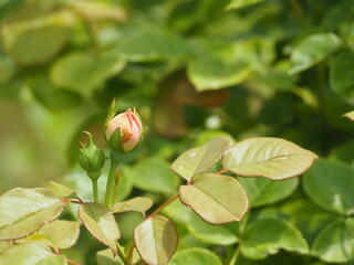 バラ　アンブリッジローズ　つぼみ