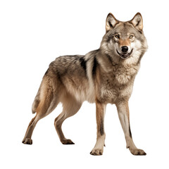 Wolf in epic pose Isolated on Transparent and white Background. Generative ai