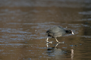 Foulque macroule - Fulica atra
