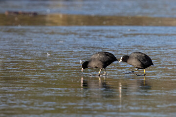 Foulque macroule - Fulica atra
