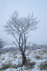 Fototapeta premium 高原の雪景色 霧ヶ峰高原
